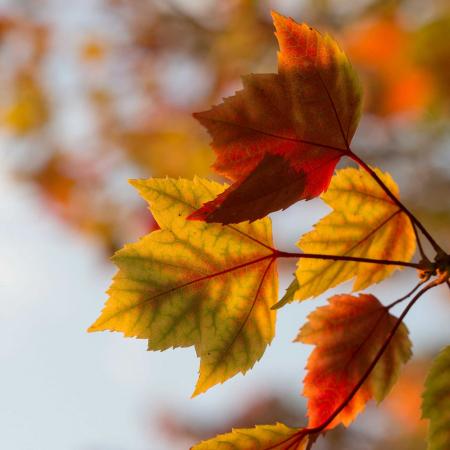 copertina-evento-Villaggio d'autunno